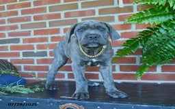 Cane Corso dogs for sale: Lilac - Image 3