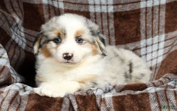 Australian Shepherd dogs for sale: Buddy - Image 8