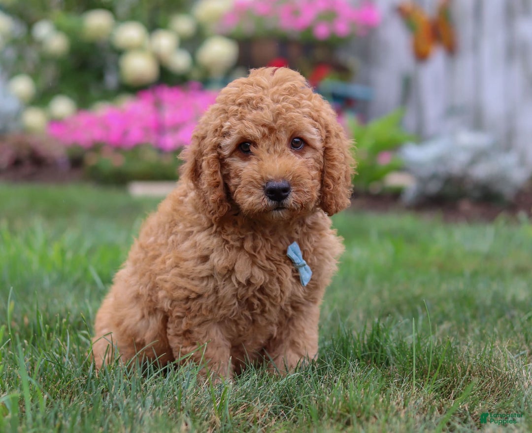  dogs for sale: Mini Goldendoodle 4 puppies - Image 1