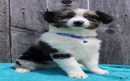 Miniature Australian Shepherd dogs for sale: Marshall - Image 9