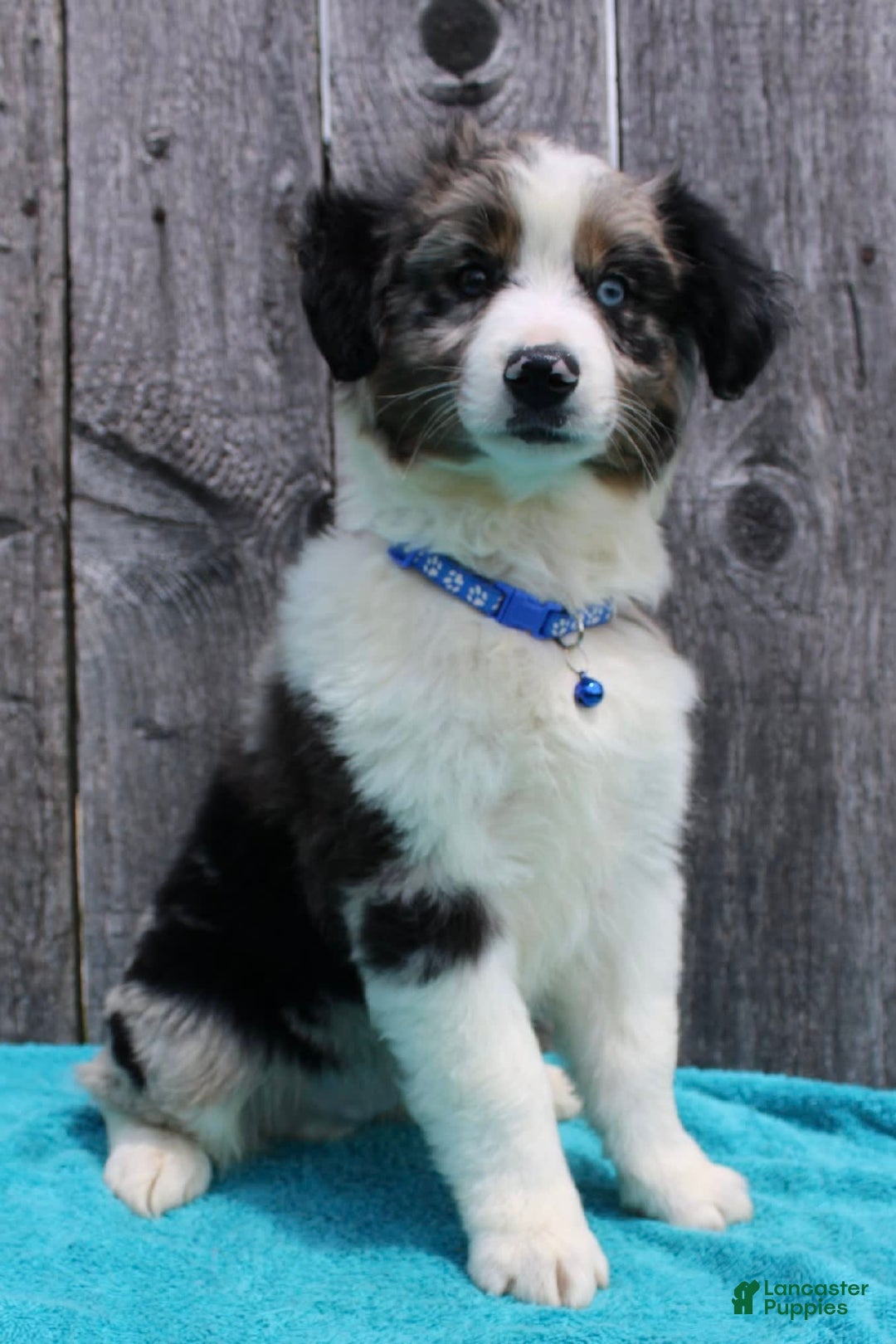 Miniature Australian Shepherd dogs for sale: Marshall - Image 9