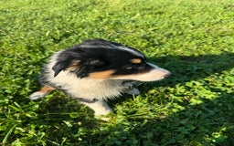 Australian Shepherd dogs for sale: Ahsoko - Image 15