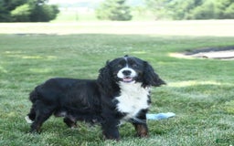 Miniature Bernese Mountain Dog dogs for sale: Mallory - Image 11