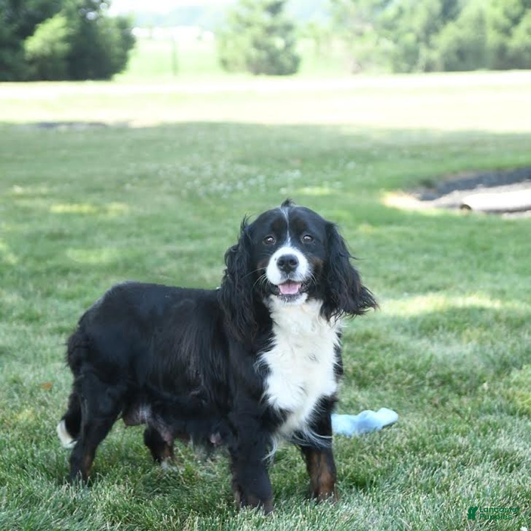 Miniature Bernese Mountain Dog dogs for sale: Mallory - Image 11