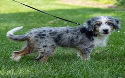 Mini Bernedoodle dogs for sale: Noli - Image 17