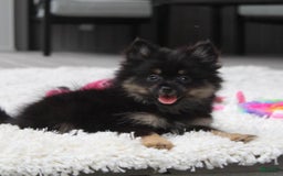 Pomeranian dogs for sale: Lola - Image 7