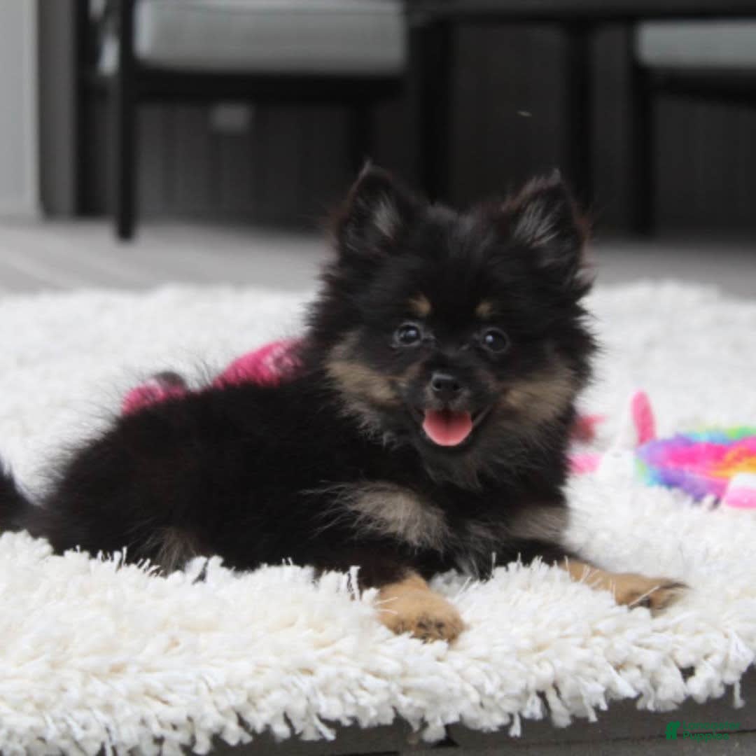 Pomeranian dogs for sale: Lola - Image 7