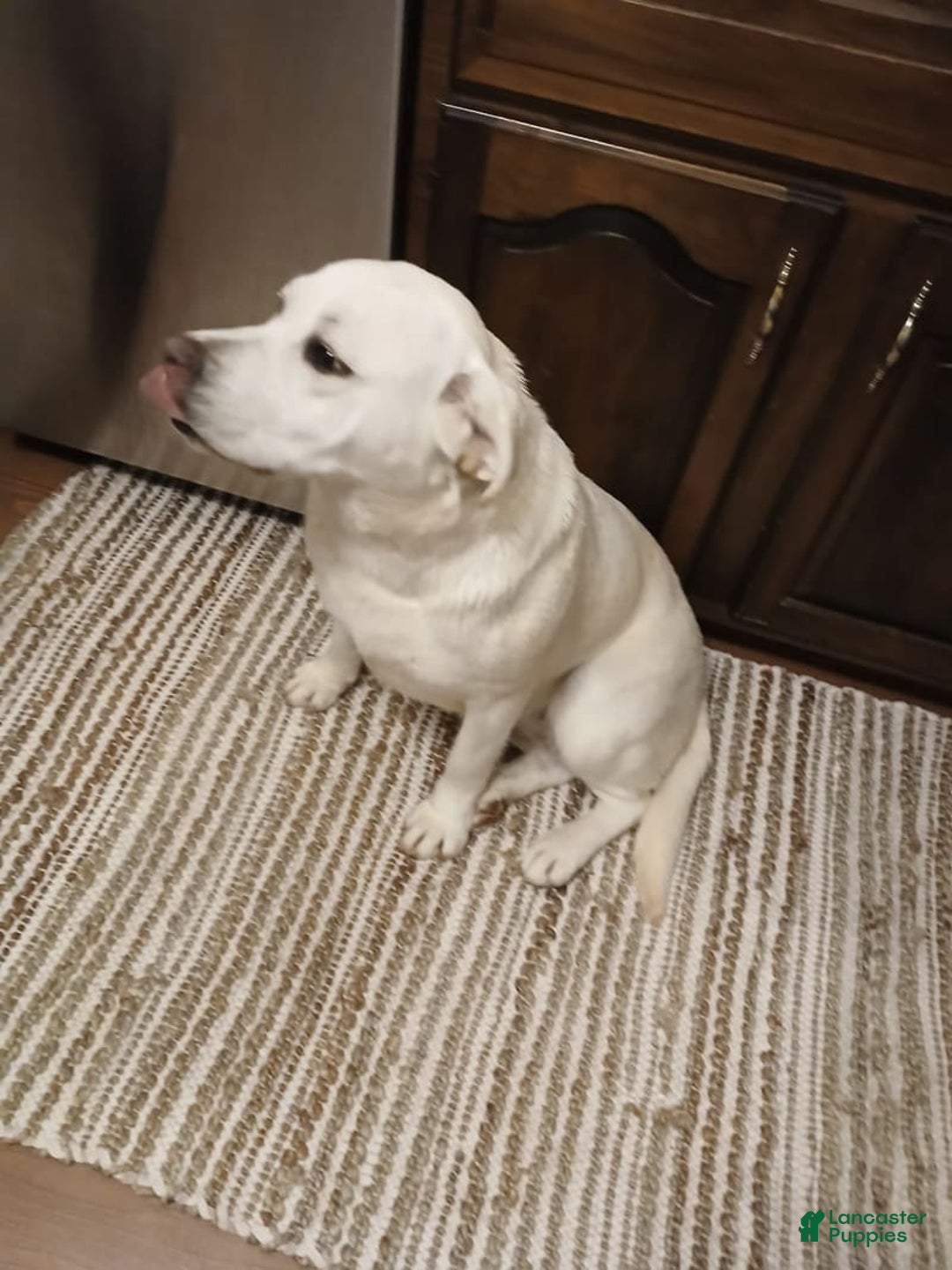 Labrador Retriever dogs for sale: Luna - Image 5