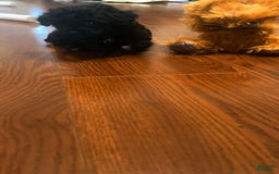 Toy Poodle dogs for sale: Nola - Image 4