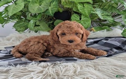 Cockapoo dogs for sale: Jasmine - Image 1