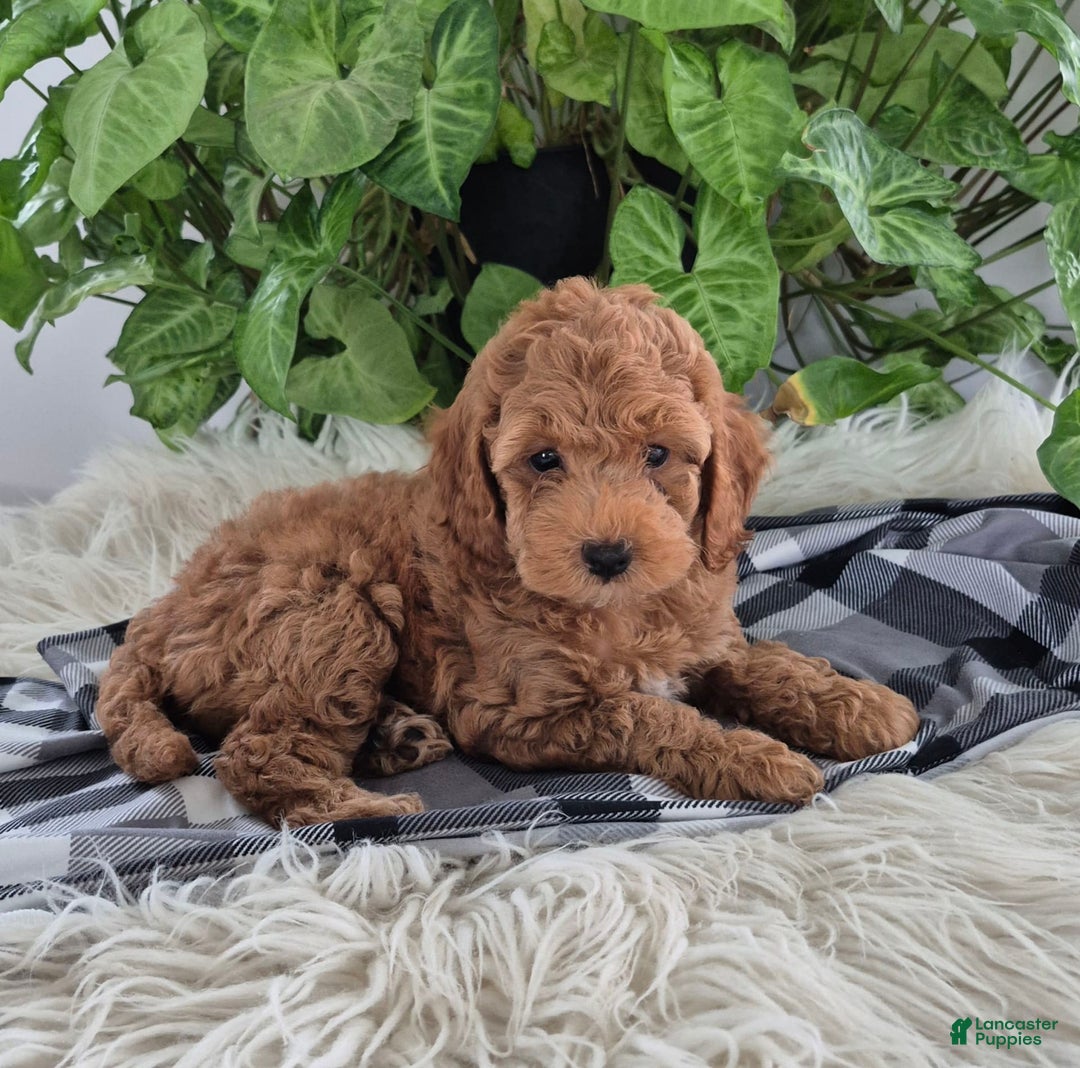 Cockapoo dogs for sale: Jasmine - Image 1