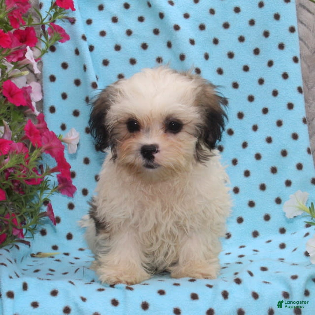 Teddy Bear dogs for sale: Drake - Image 2