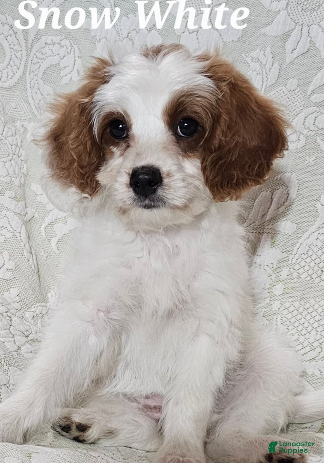 Cavapoo dogs for sale: Cavapoo 2 puppies - Image 2
