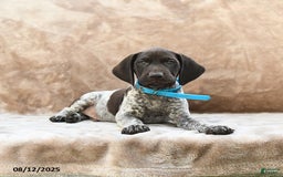 German Shorthaired Pointer dogs for sale: Seattle - Image 2