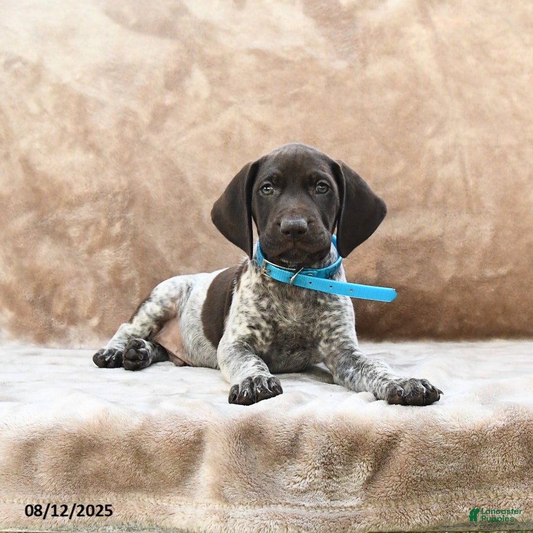 German Shorthaired Pointer dogs for sale: Seattle - Image 2