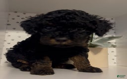 Cockapoo dogs for sale: Nova - Image 1