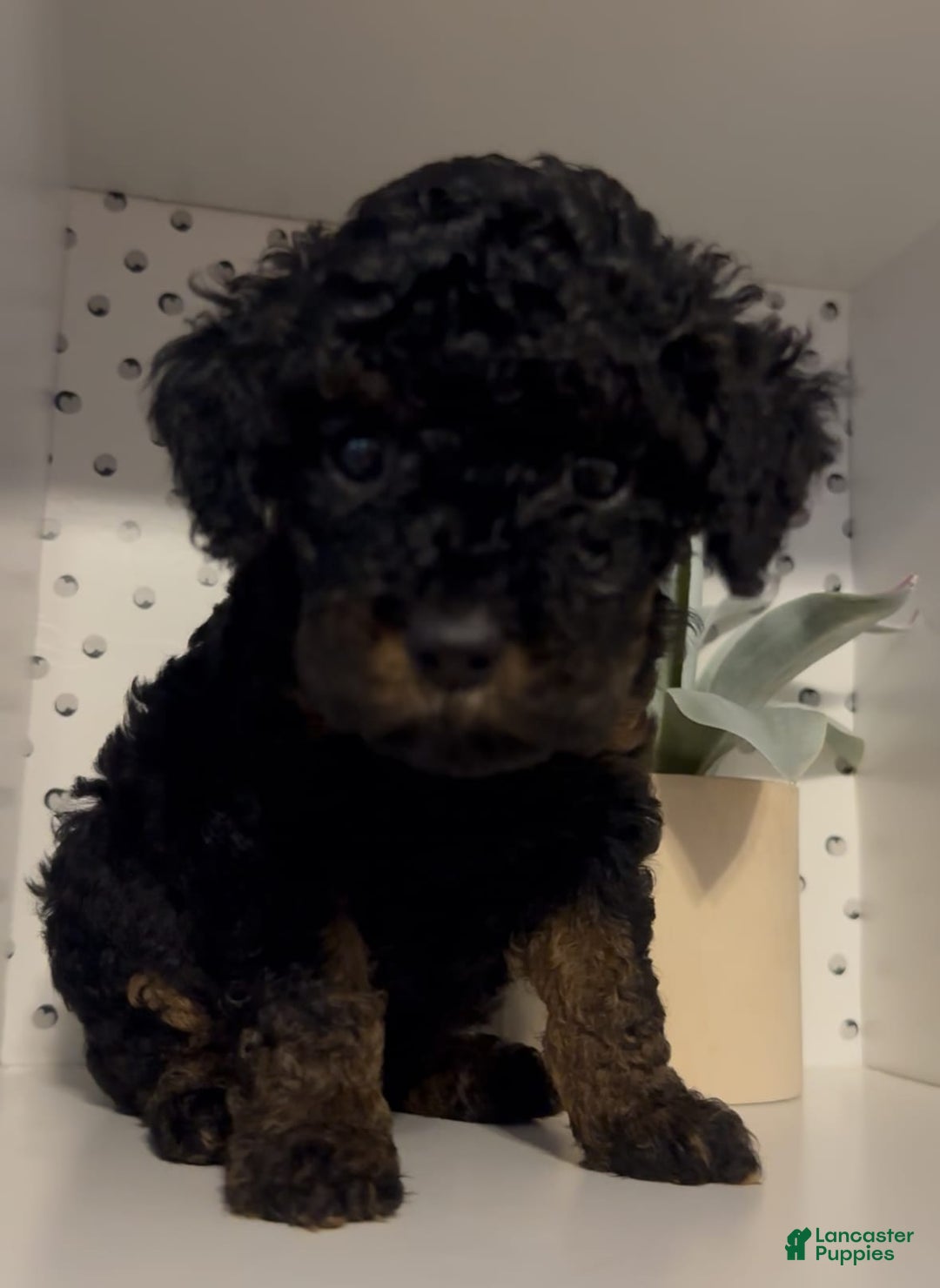 Cockapoo dogs for sale: Nova - Image 1