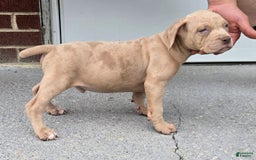 Cane Corso dogs for sale: Cane Corso 4 puppies - Image 7