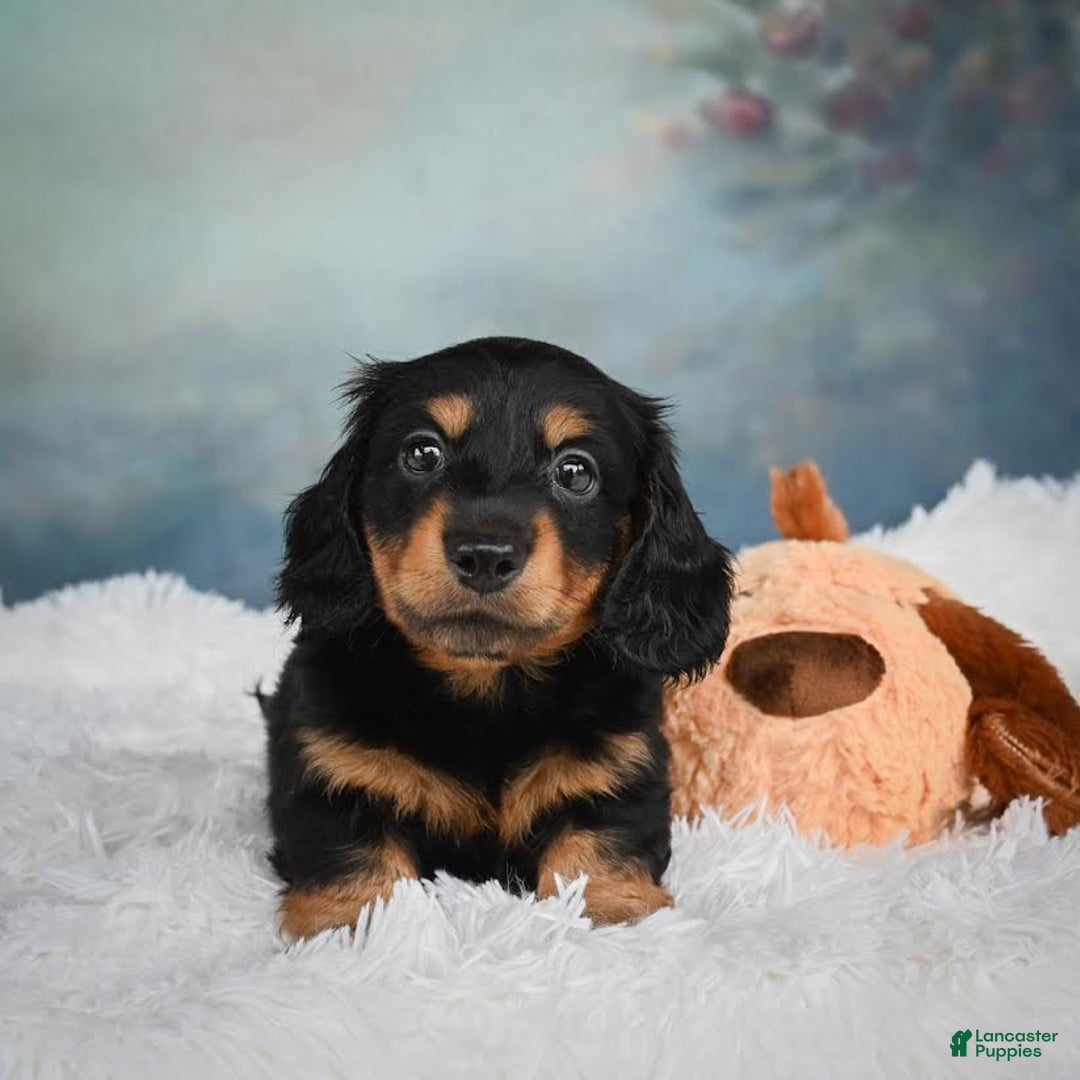 Miniature Dachshund dogs for sale: Mason - Image 6