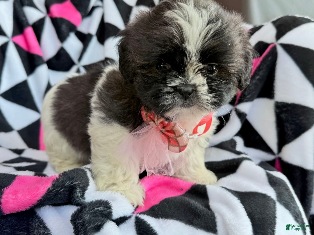 Shih Tzu dogs for sale: Bitsy - Image 4