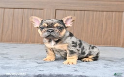 French Bulldog dogs for sale: Dozer - Image 3