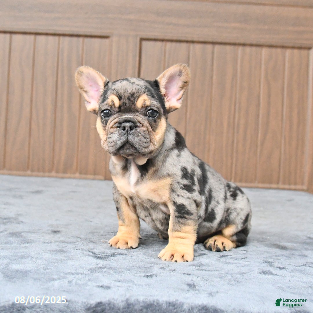 French Bulldog dogs for sale: Dozer - Image 3
