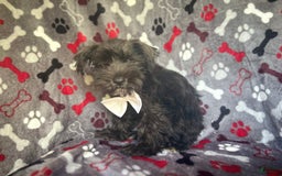 Miniature Schnauzer dogs for sale: Rover - Image 8