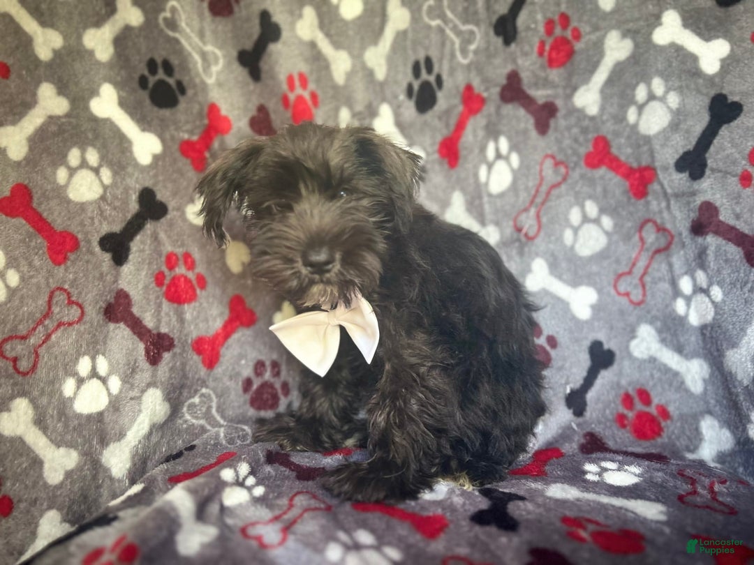 Miniature Schnauzer dogs for sale: Rover - Image 8