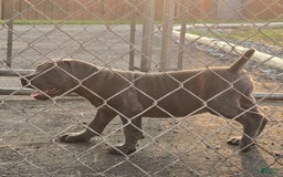 Cane Corso dogs for sale: Hawks Izzy - Image 6