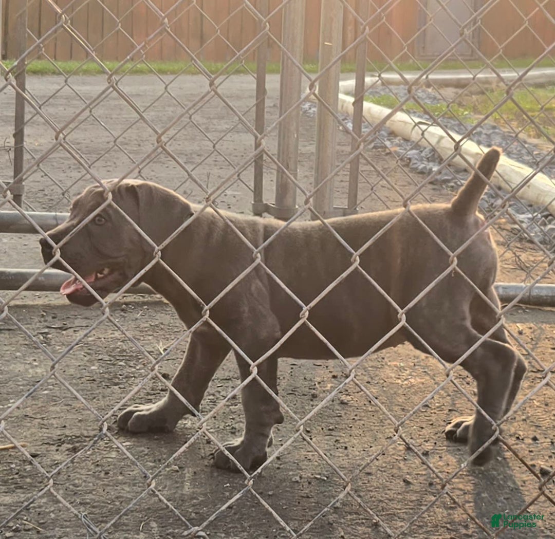Cane Corso dogs for sale: Hawks Izzy - Image 6