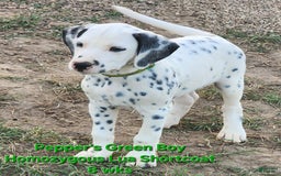 Dalmatian dogs for sale: Peppers Green Boy - Image 17