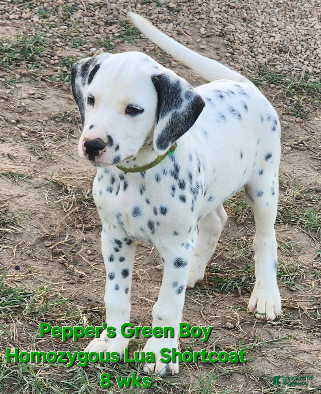 Dalmatian dogs for sale: Peppers Green Boy - Image 17