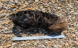Lhasa Apso dogs for sale: Smokey - Image 11
