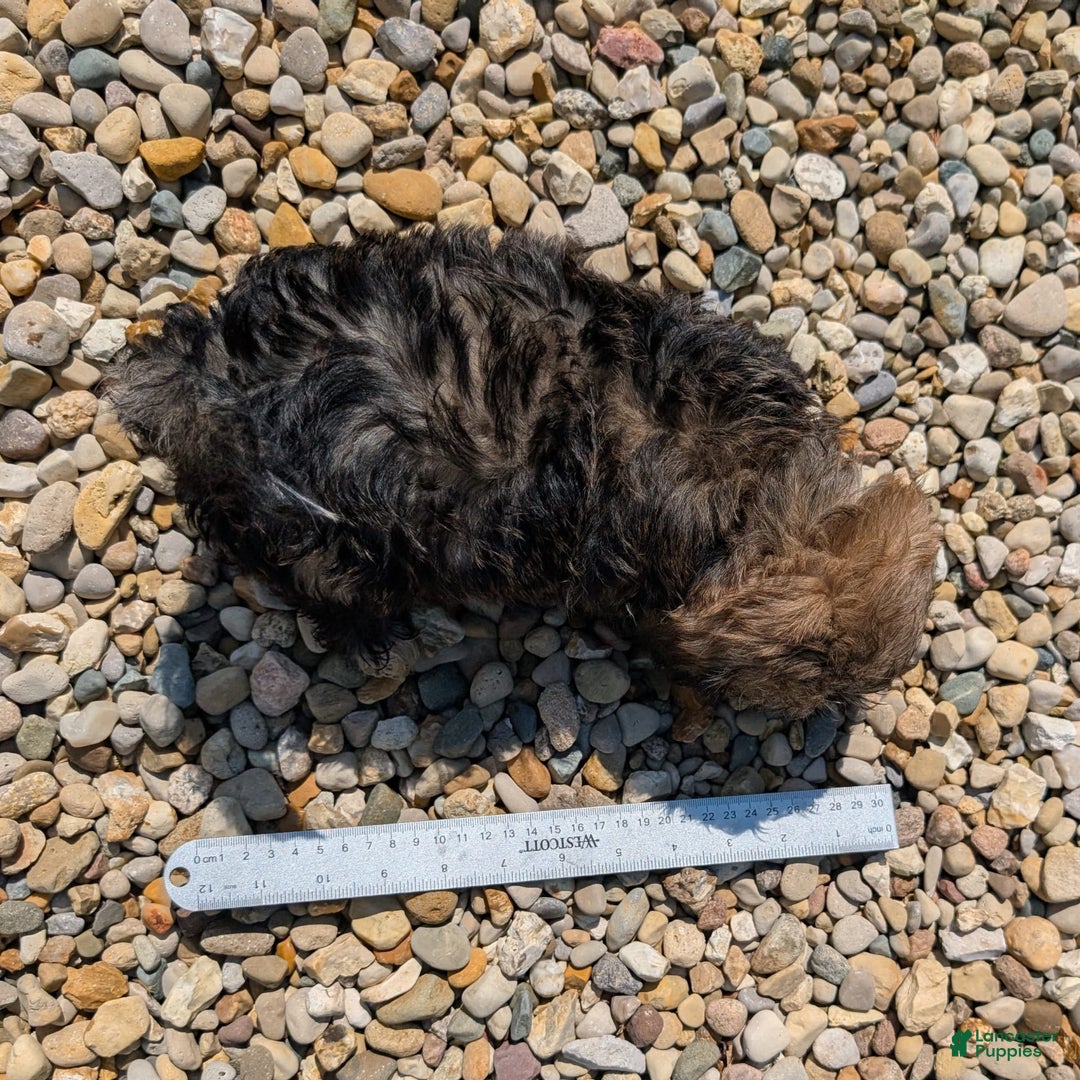 Lhasa Apso dogs for sale: Smokey - Image 11