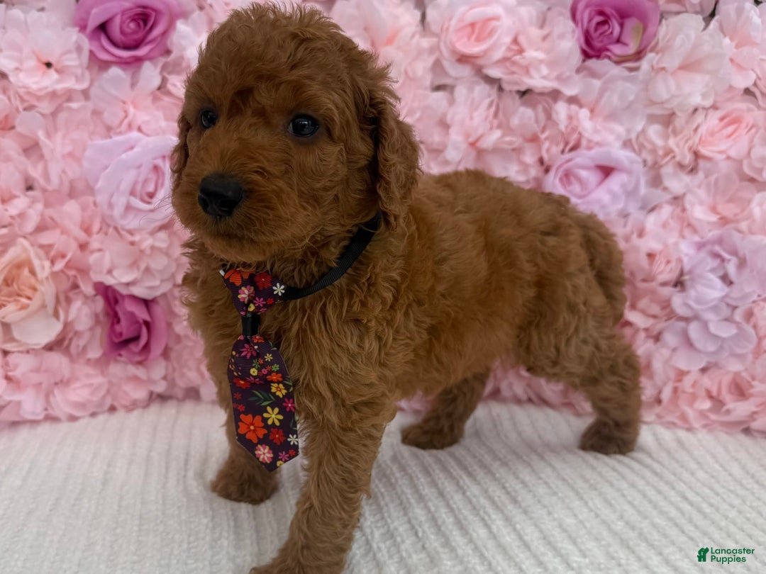 Standard Poodle dogs for sale: Tony AKC - Image 2