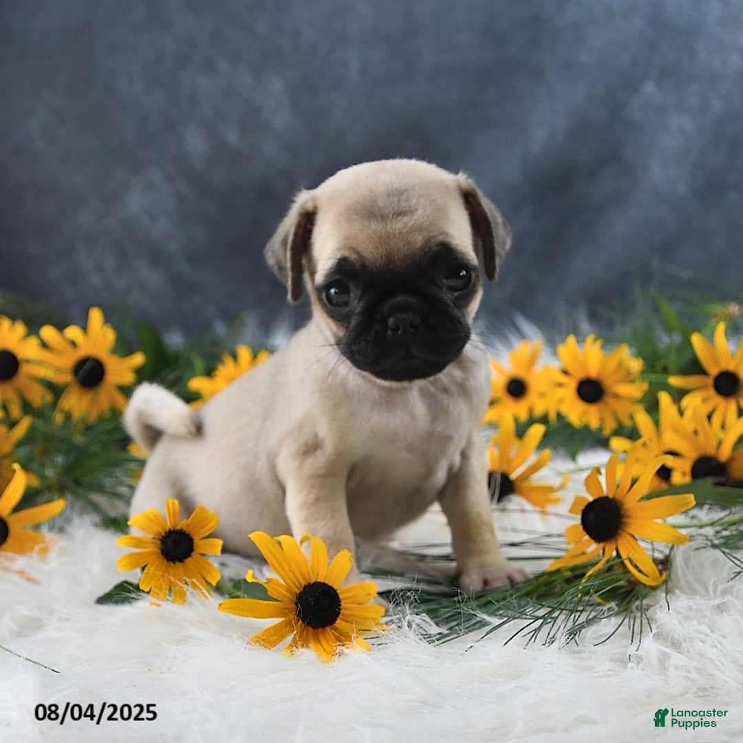 Pug dogs for sale: Taylor - Image 5