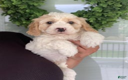 Cavachon dogs for sale: Charlie - Image 1