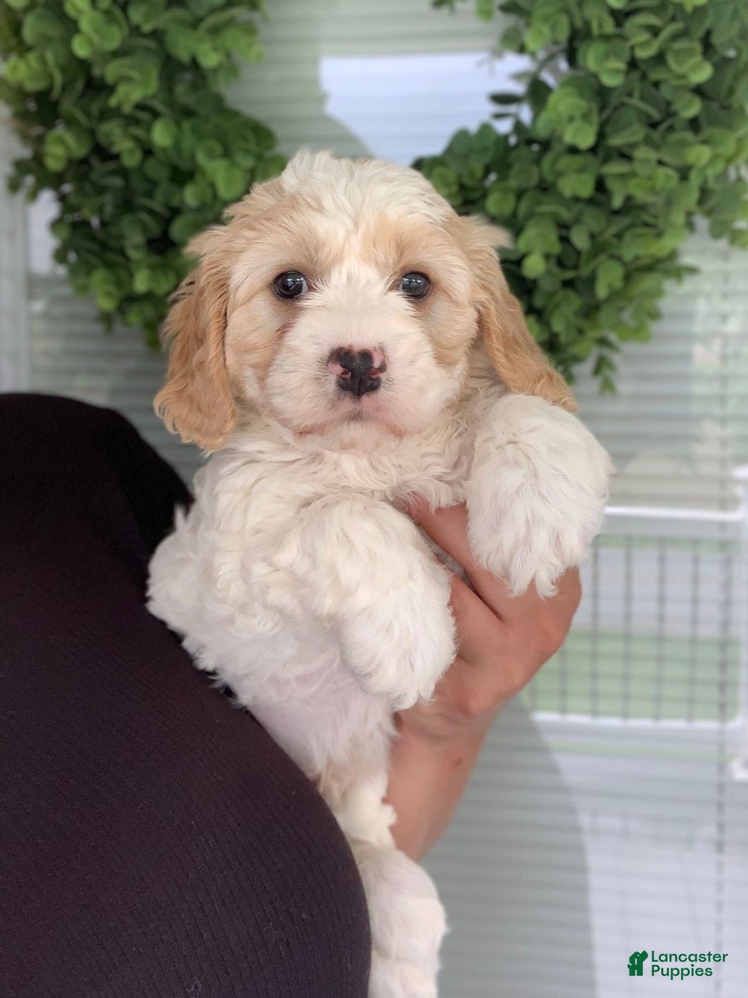 Cavachon dogs for sale: Charlie - Image 1