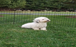 Havanese dogs for sale: Aiden - Image 5