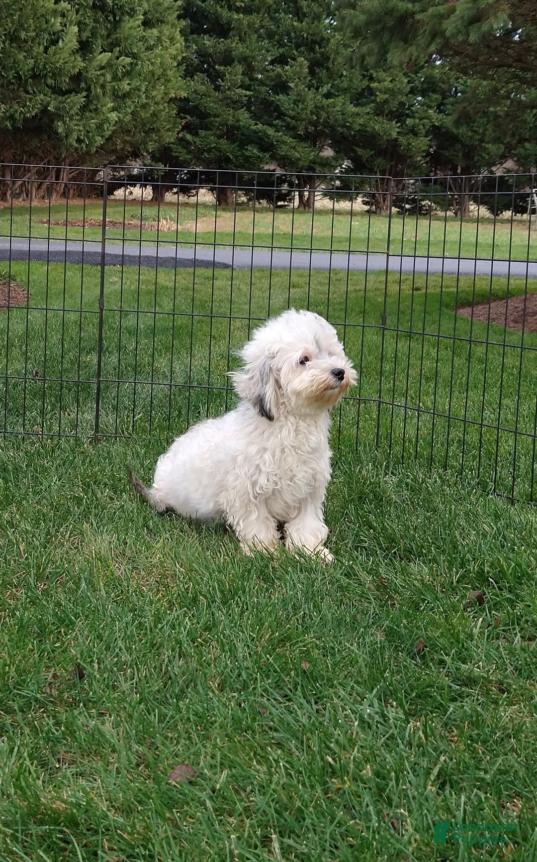 Havanese dogs for sale: Aiden - Image 5