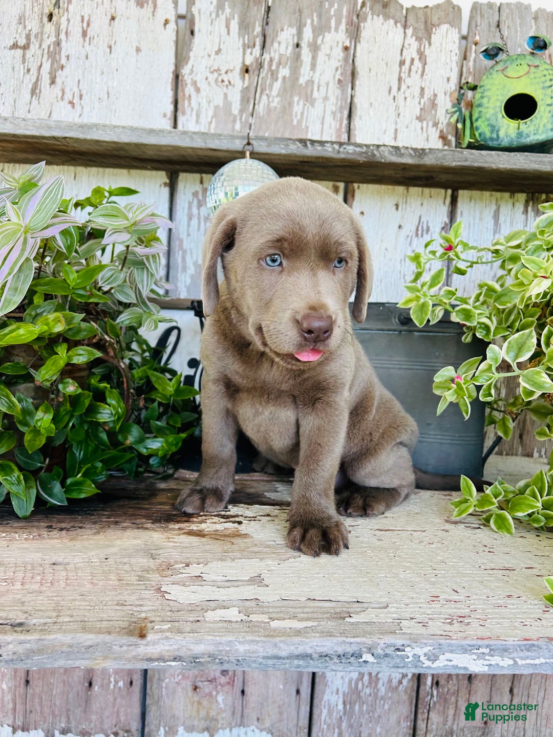 Labrador Retriever dogs for sale: Max - Image 3