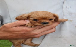 Cavalier King Charles Spaniel dogs for sale: Hudson - Image 2