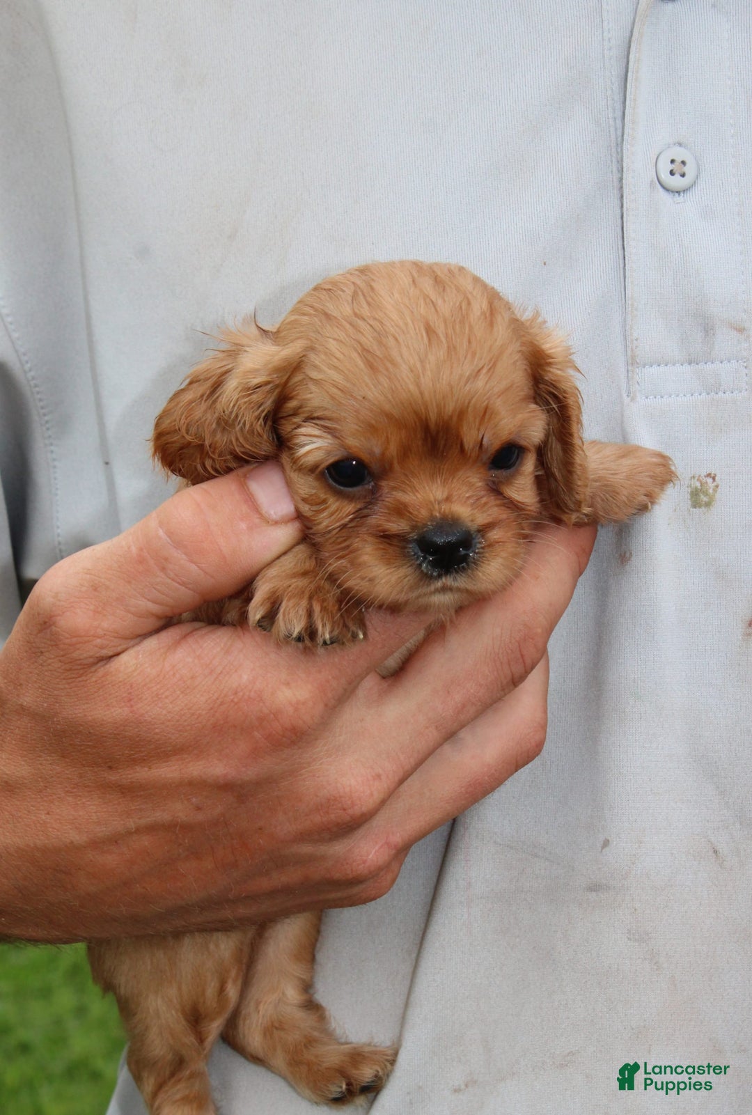 Cavalier King Charles Spaniel dogs for sale: Hudson - Image 2