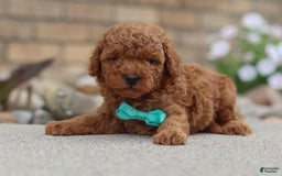 Miniature Poodle dogs for sale: Ripley - Image 1