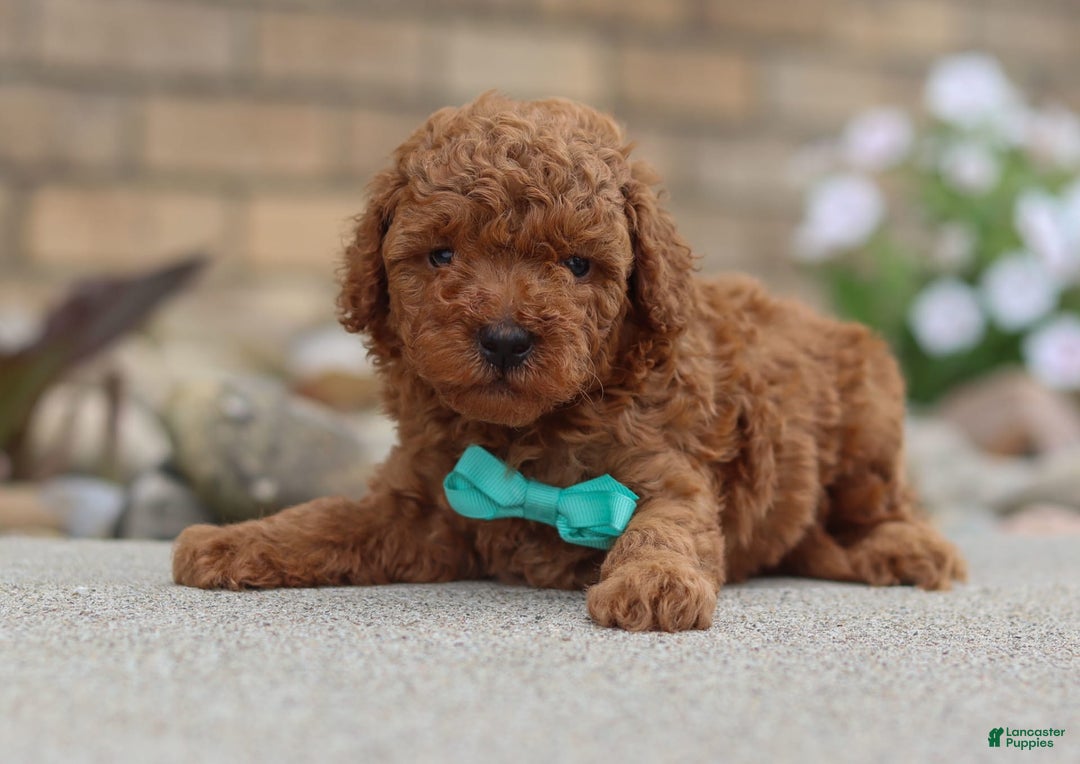 Miniature Poodle dogs for sale: Ripley - Image 1