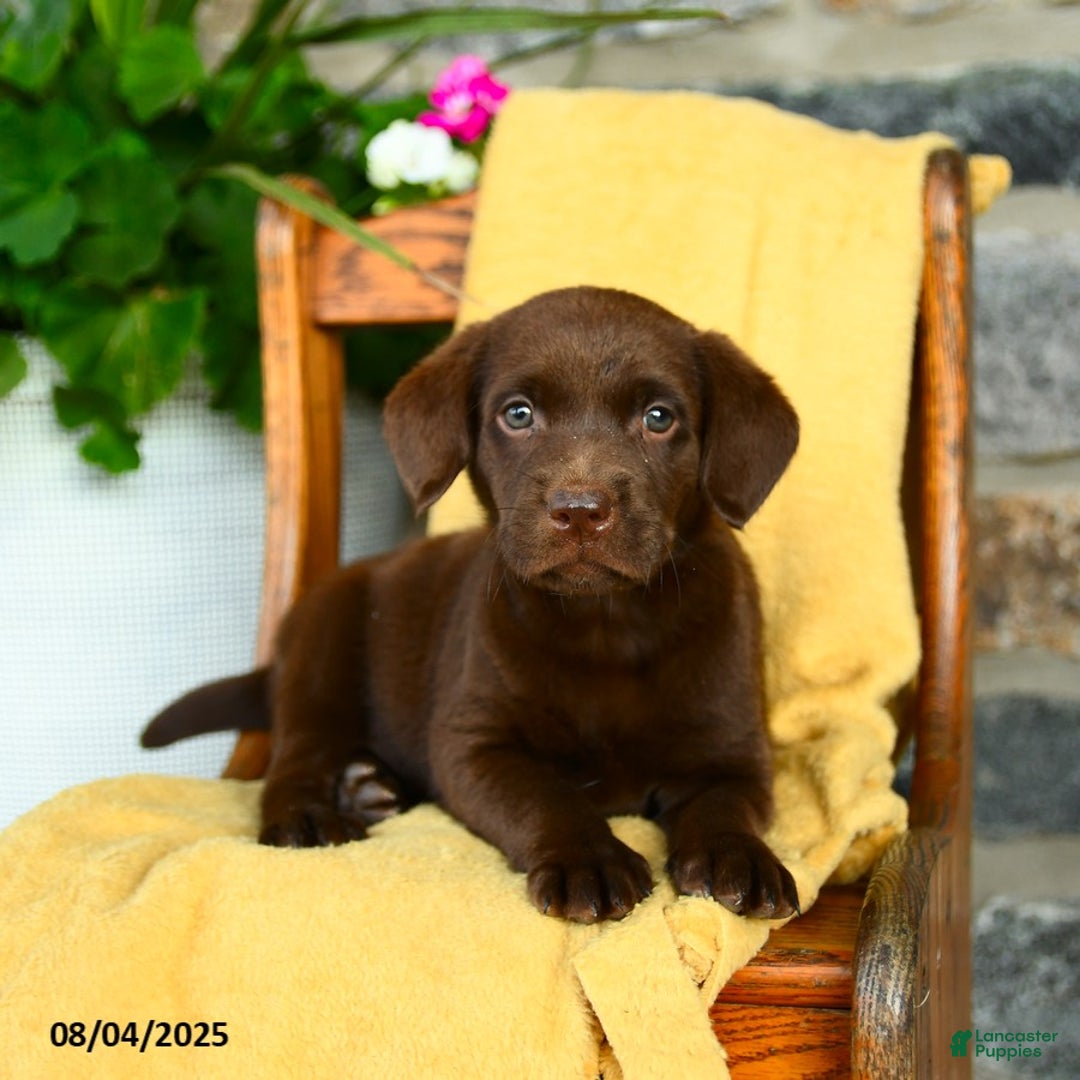 Labrador Retriever dogs for sale: Espresso - Image 2