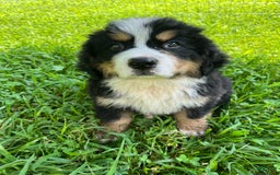 Bernese Mountain Dog dogs for sale: Red Boy - Image 4