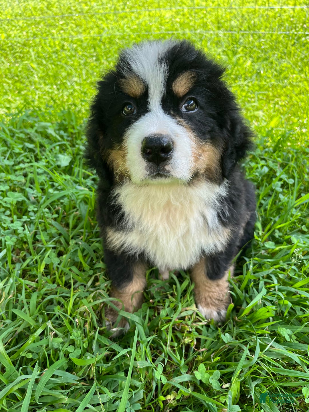 Bernese Mountain Dog dogs for sale: Red Boy - Image 4