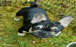 French Bulldog dogs for sale: Puppy 3 - We Leave The Naming To The New Parents - Image 4