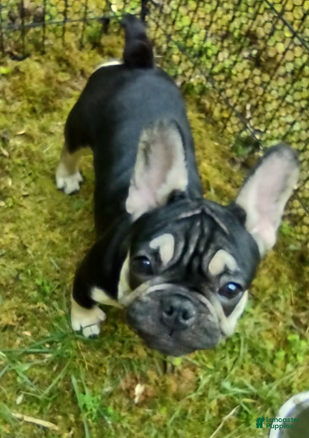 French Bulldog dogs for sale: Puppy 3 - We Leave The Naming To The New Parents - Image 4